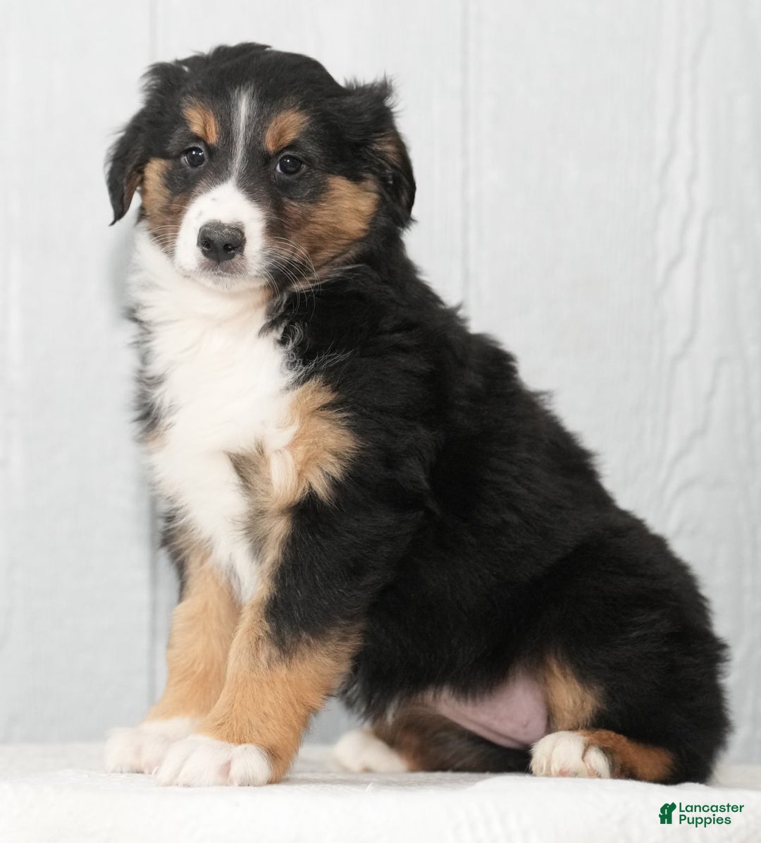 Australian Shepherd dogs for sale: Candy - Ad 8