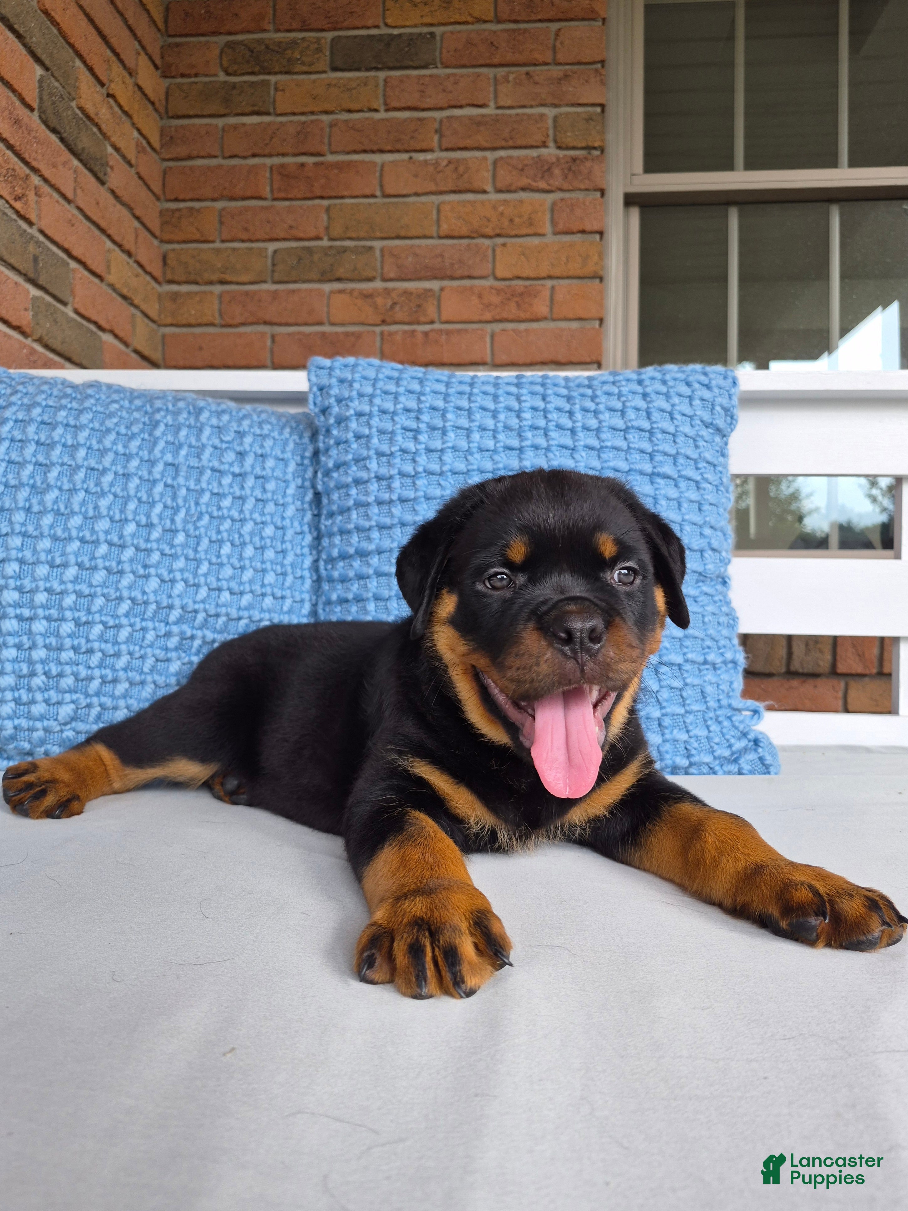 Rottweiler dogs Bruno - Ad 2