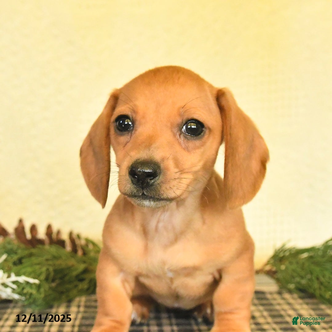 Dachshund dogs for sale: Rain - Ad 4