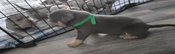 American Bulldog dogs for sale: Blue Tri Male (Green) - Ad 3