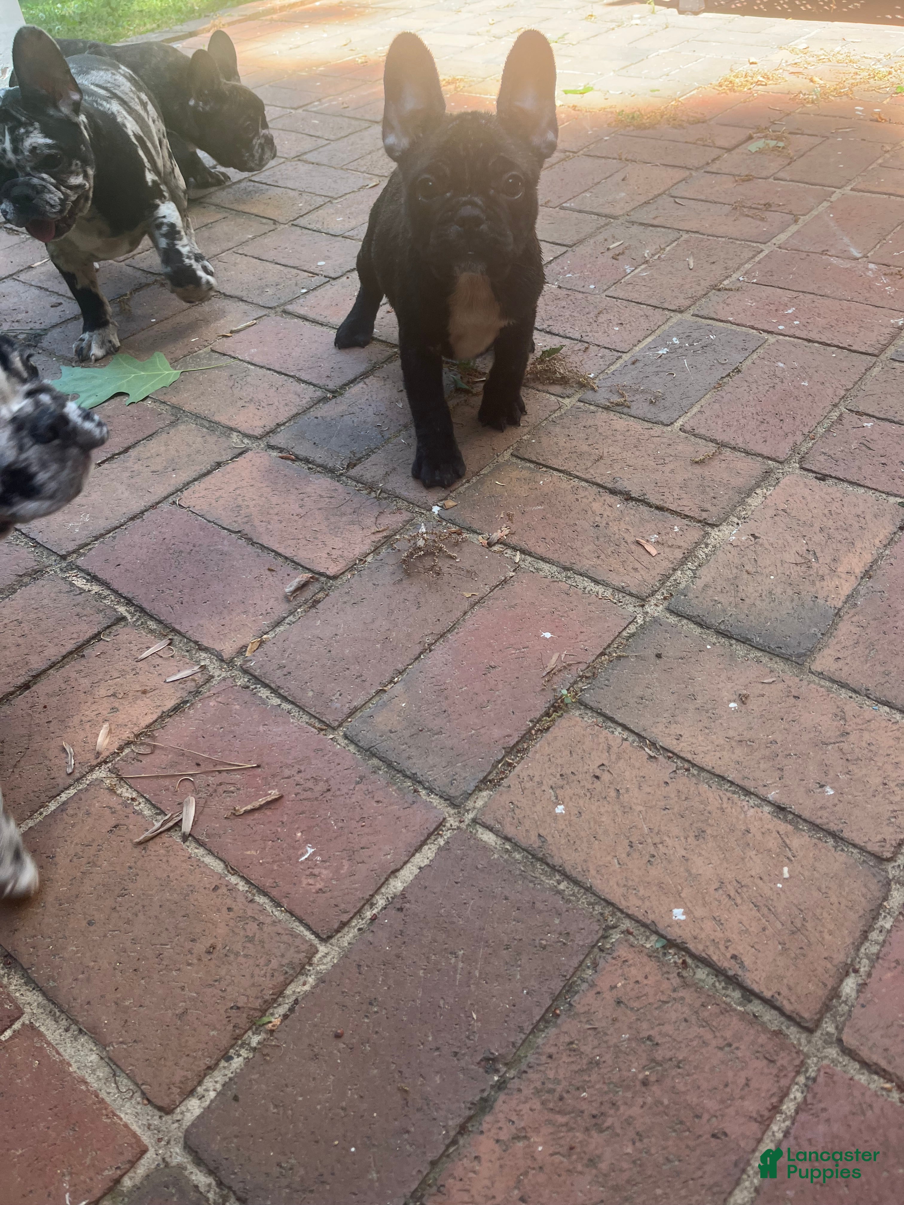 French Bulldog dogs French Bulldog Puppy 5 - Ad 42