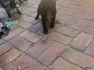 French Bulldog dogs French Bulldog Puppy 5 - Ad 42