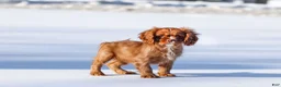 Cavalier King Charles Spaniel dogs for sale: Colsen - Ad 6