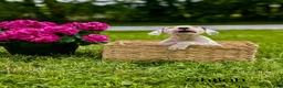 Mixed Breed dogs for sale: Shiloh - Ad 5