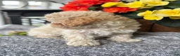 Mixed Breed dogs for sale: Quinn - Ad 4