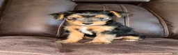 Yorkshire Terrier dogs for sale: Yorkshire Terrier 5 - Ad 3