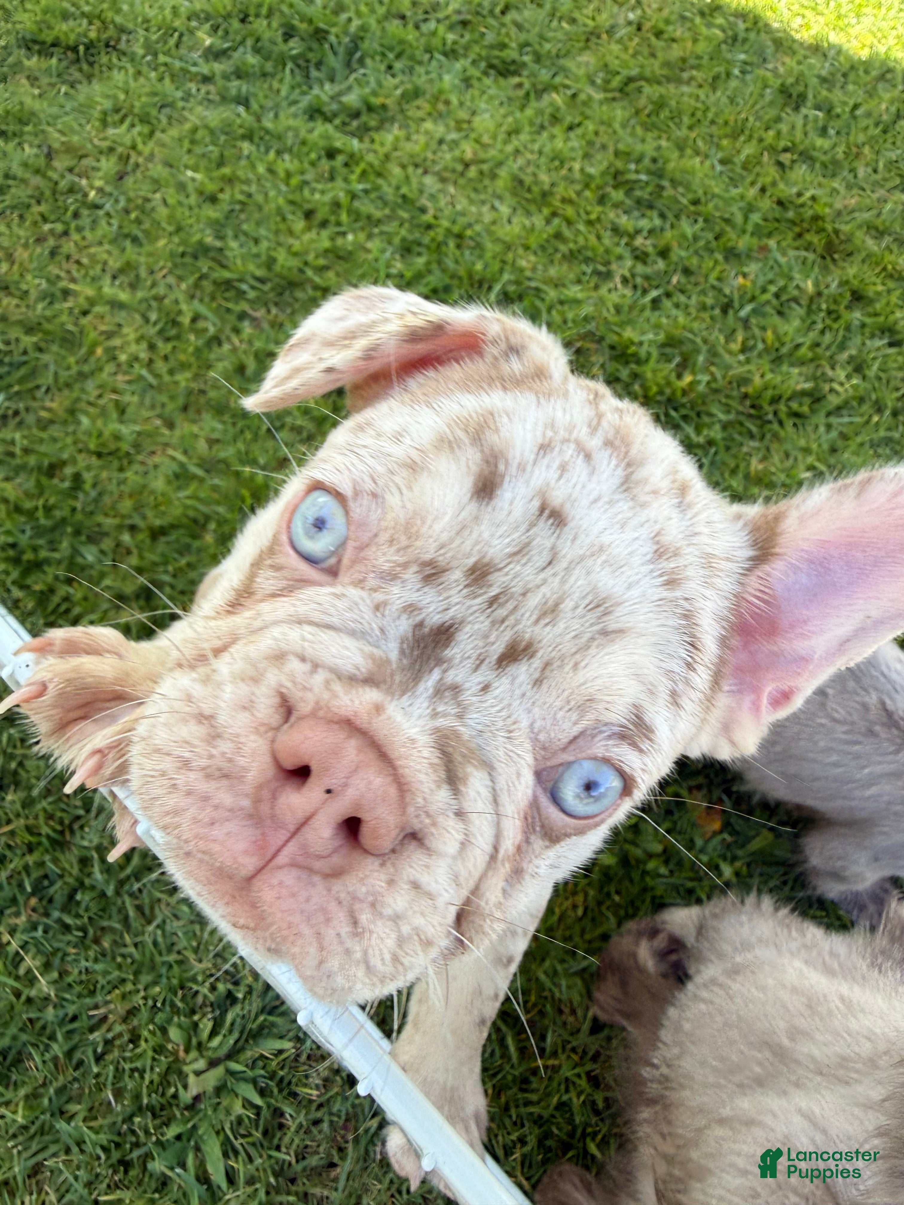 French Bulldog dogs French Bulldog 1 - Ad 1