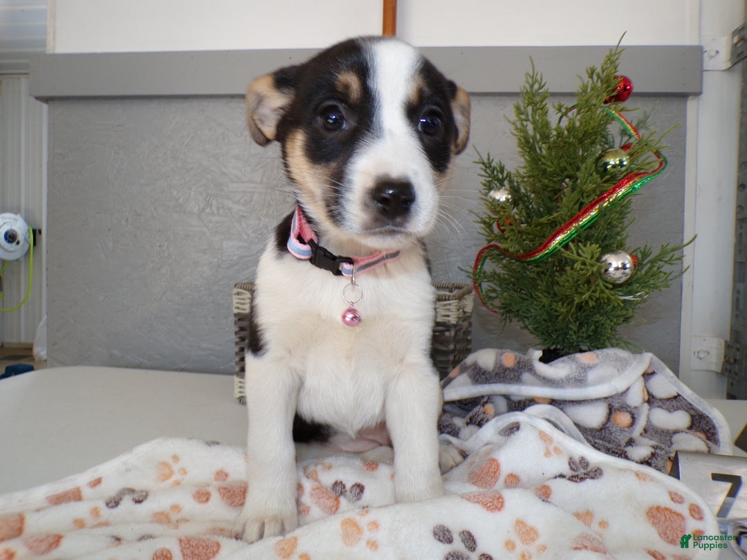 Mixed Breed dogs for sale: Mixed Breed Puppy 8 - Ad 2