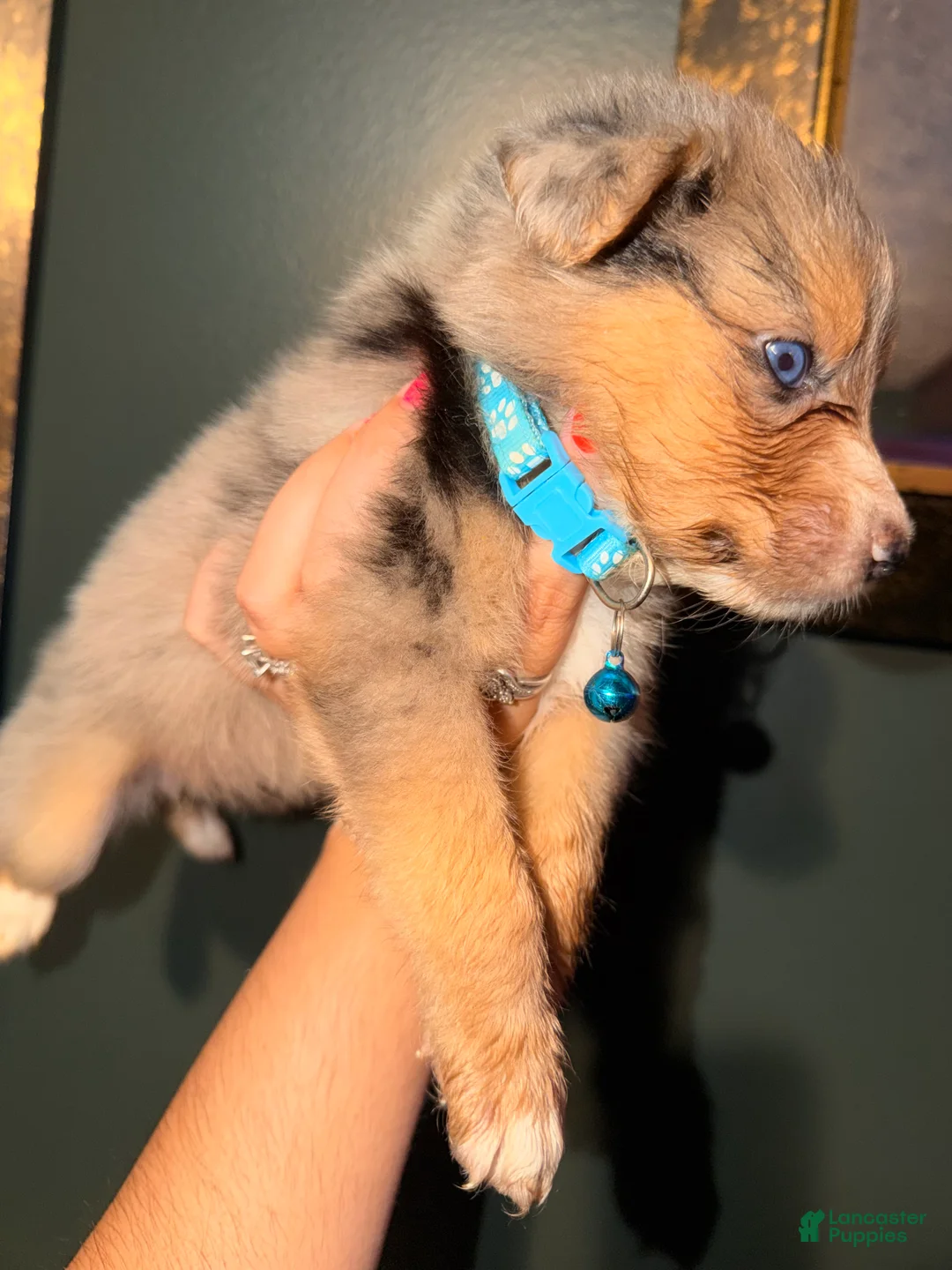 Australian Shepherd dogs for sale: Light Blue - Ad 3