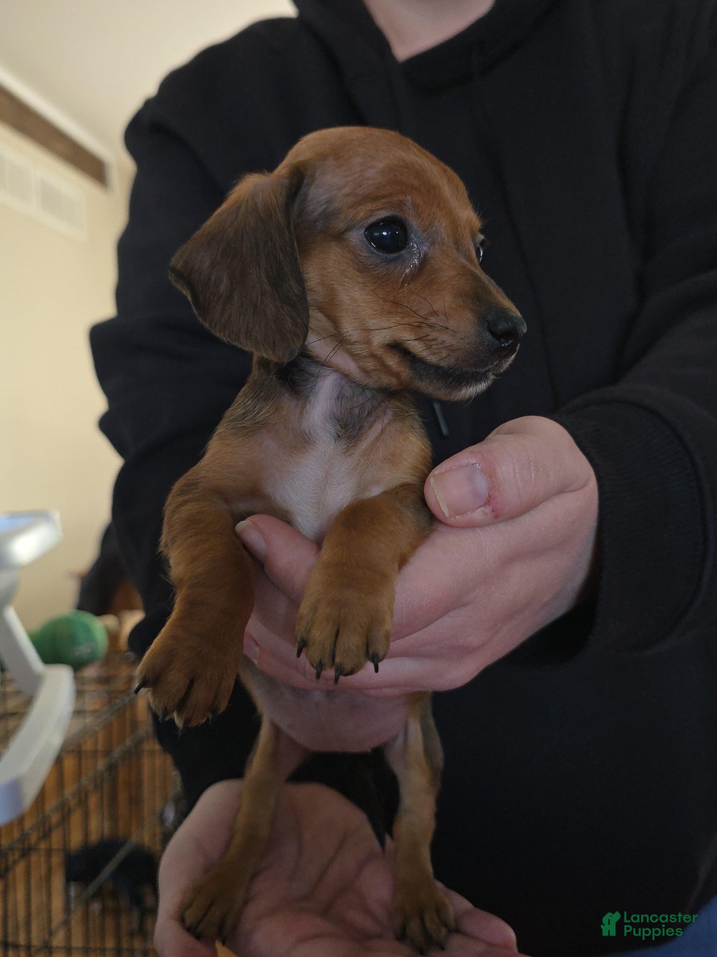 Miniature Dachshund dogs Muffin - Ad 1