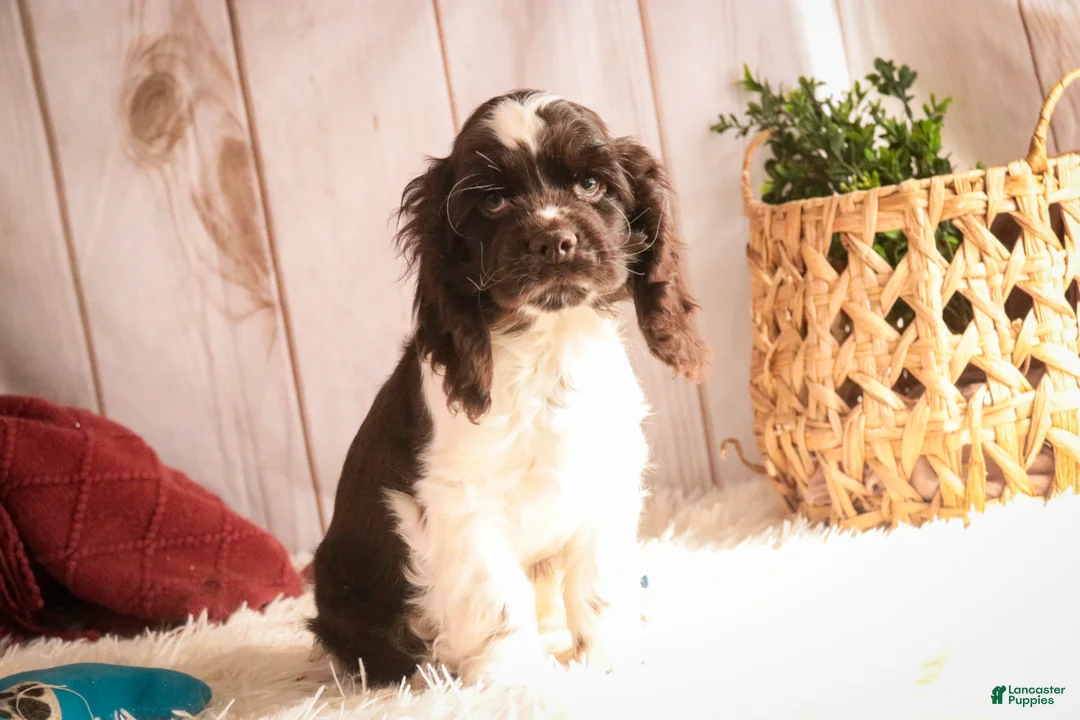 Cocker Spaniel dogs for sale: Gilbert - Ad 4