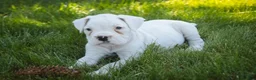 Boxer dogs for sale: Daisy - Ad 8