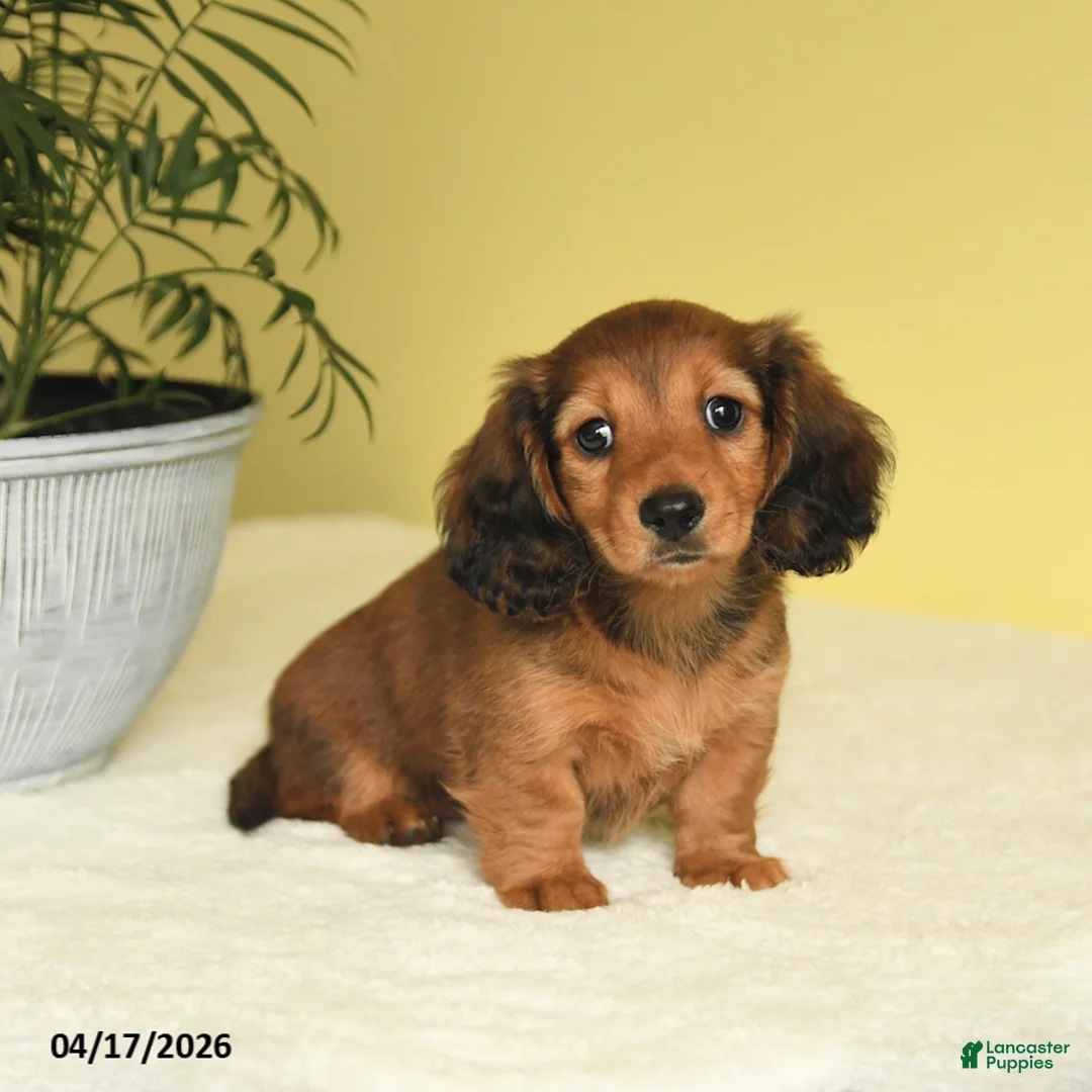 Miniature Dachshund dogs for sale: Joy - Ad 1