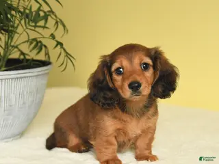 Miniature Dachshund dogs for sale: Joy - Ad 4