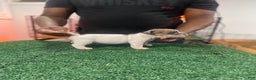 American Bully dogs for sale: American Bully Puppy 6 - Ad 12