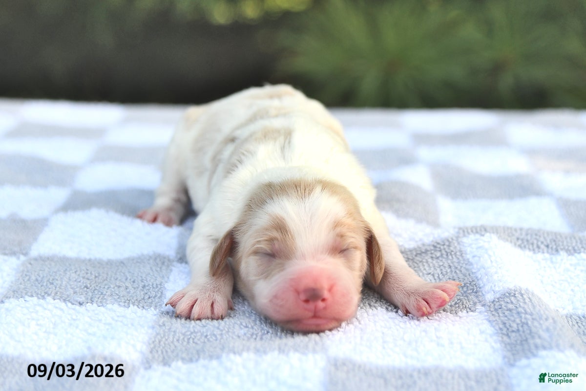 Mini Goldendoodle dogs Bo  - Ad 1