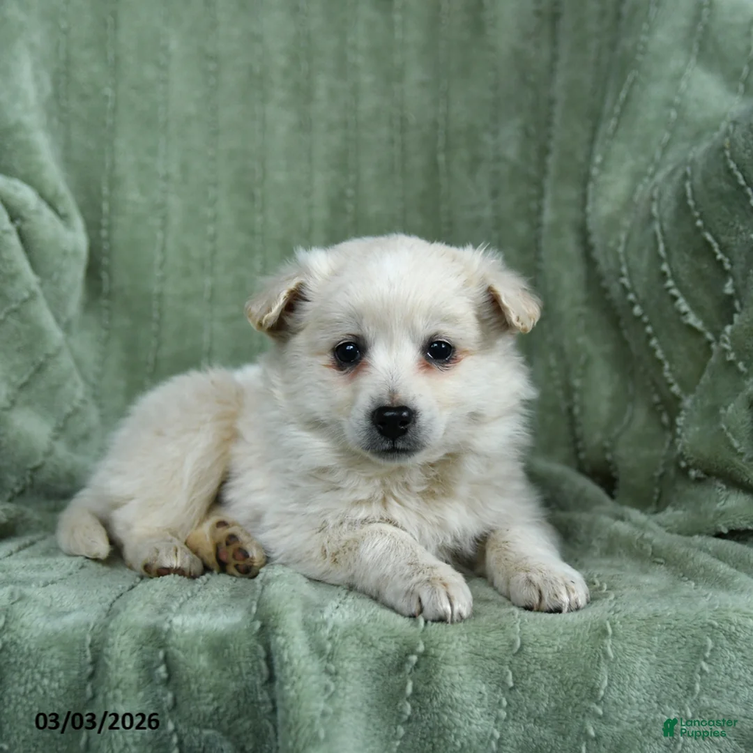 Mixed Breed dogs for sale: Ghost  - Ad 1