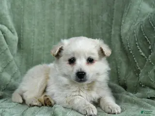 Mixed Breed dogs for sale: Ghost - Ad 1