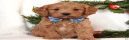 Cavapoo dogs for sale: Canyon - Ad 6