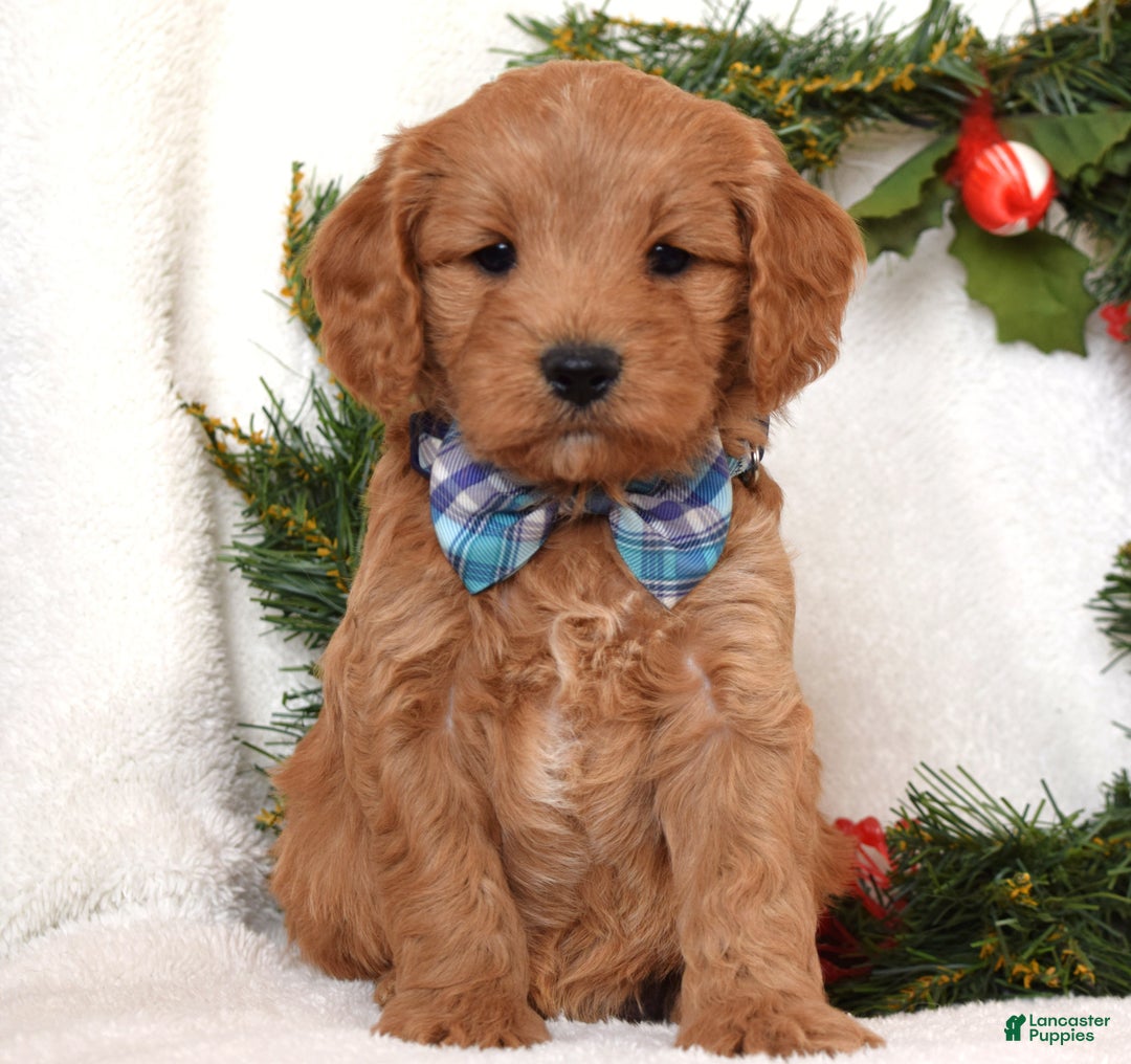 Cavapoo dogs for sale: Canyon - Ad 6