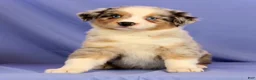 Miniature Australian Shepherd dogs for sale: Abby - Ad 5