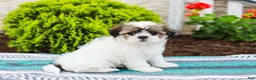 Shih Tzu dogs for sale: Blossom (Raised in Home, Crate Trained & Potty Training!) - Ad 5