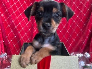 Yorkiepoo dogs Teacup yorkie/yorkiepin Puppy 1 - Ad 12