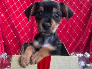 Yorkiepoo dogs Teacup yorkie/yorkiepin Puppy 1 - Ad 28