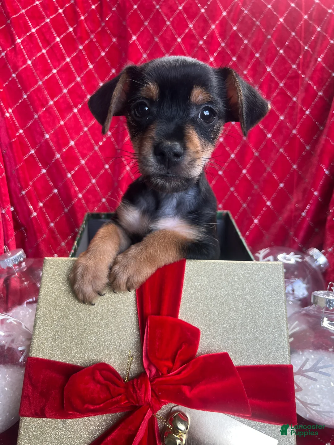 Yorkiepoo dogs for sale: Teacup yorkie/yorkiepin Puppy 1 - Ad 5