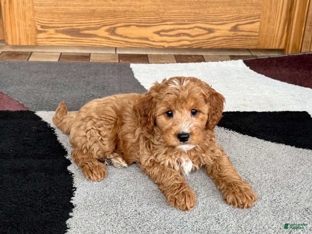 Cavapoo dogs for sale: Perry F1b - Ad 1