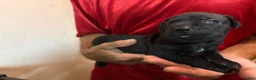 Cane Corso dogs for sale: Black - Ad 2