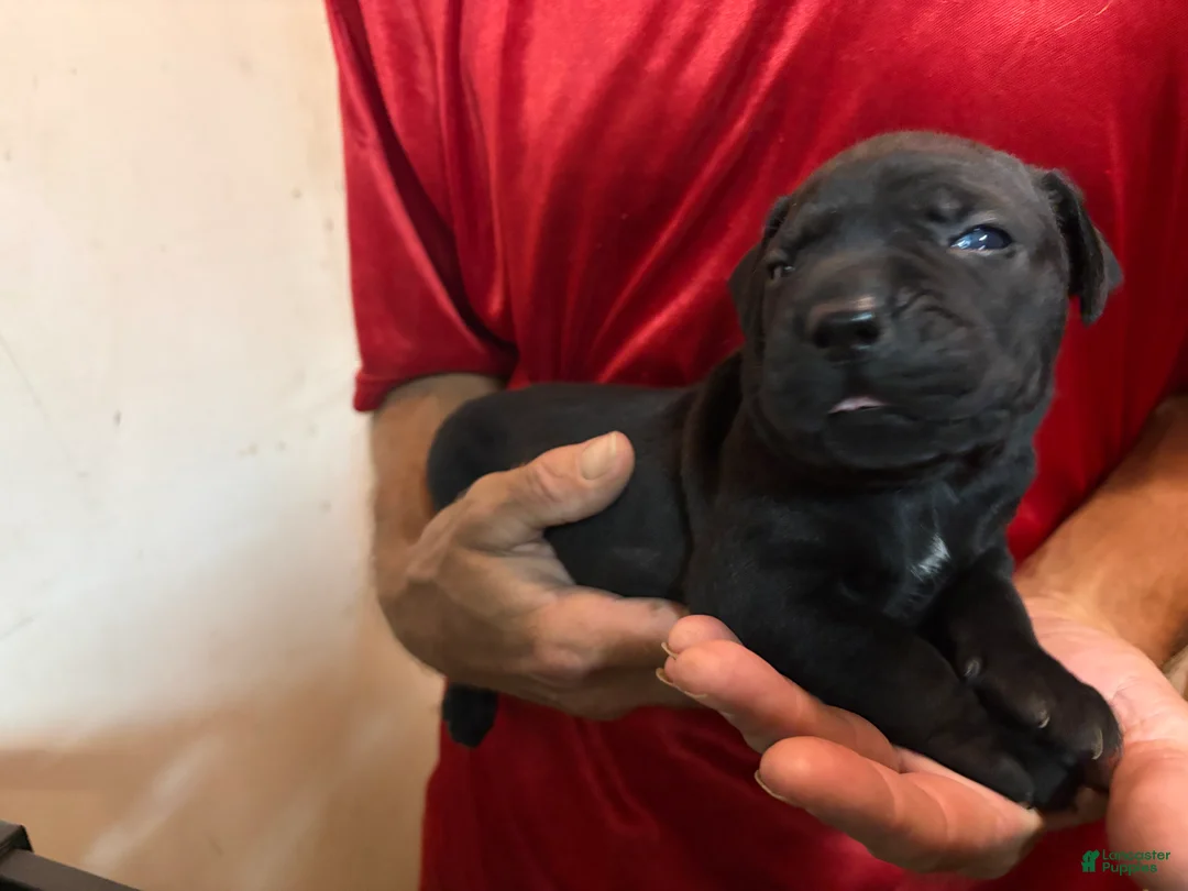 Cane Corso dogs for sale: Black - Ad 2