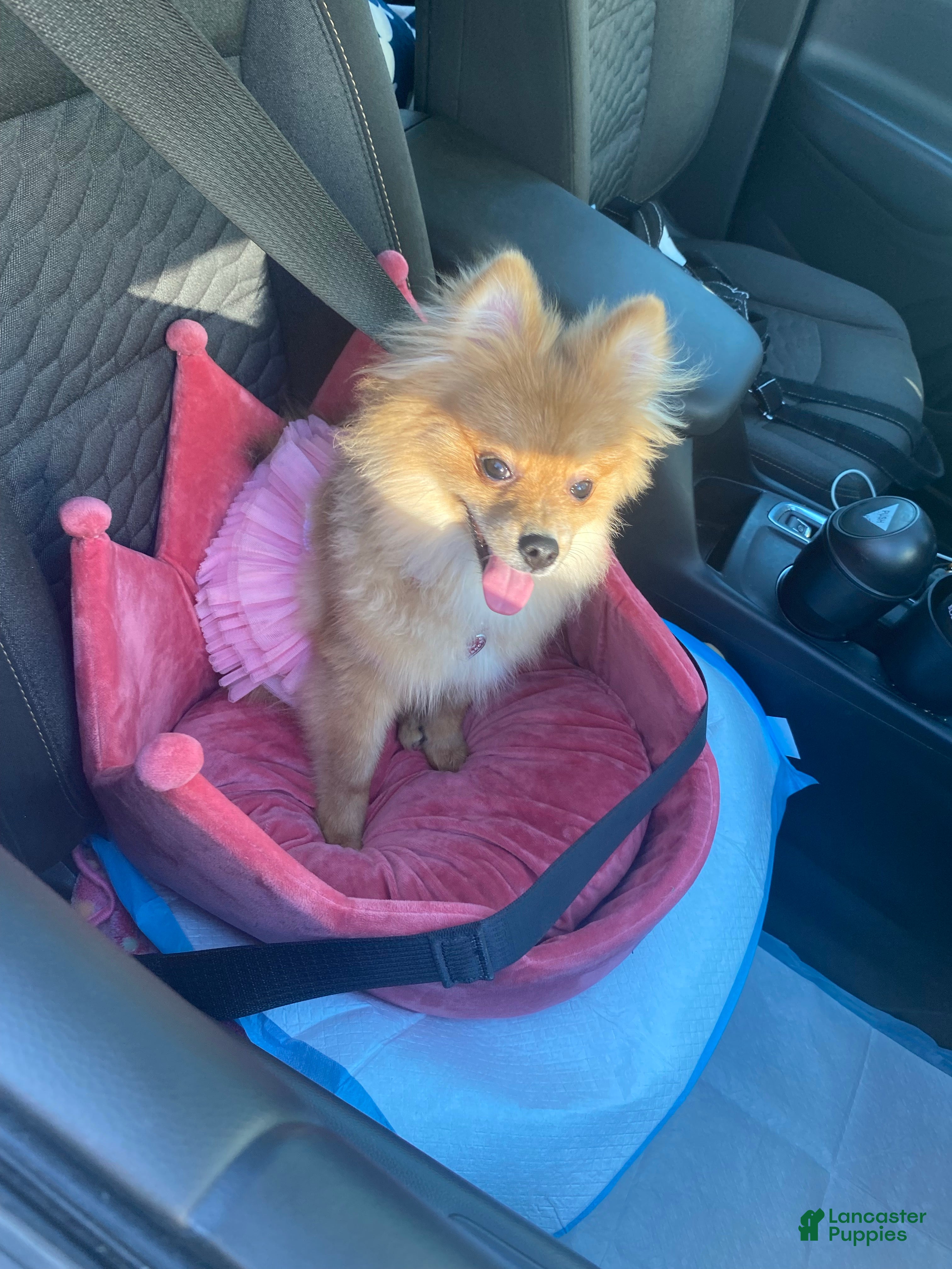 Pomeranian dogs Pomeranian 1 - Ad 2