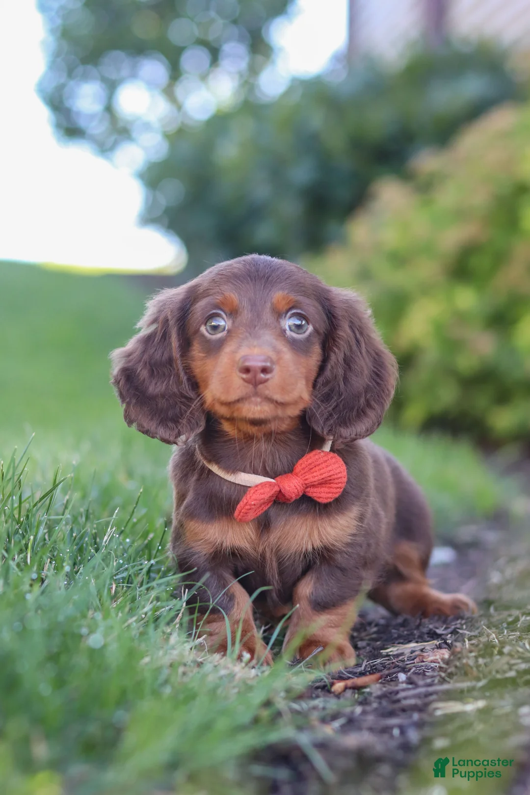 Miniature Dachshund dogs for sale: Leo - Ad 7