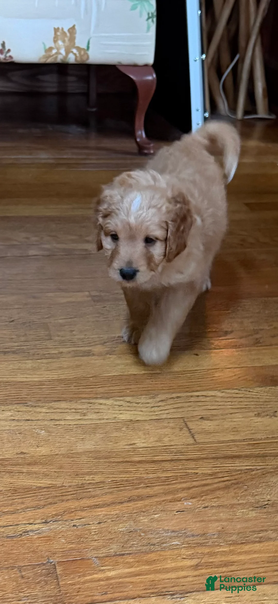 Aussiedoodle dogs for sale: Coach - Ad 1