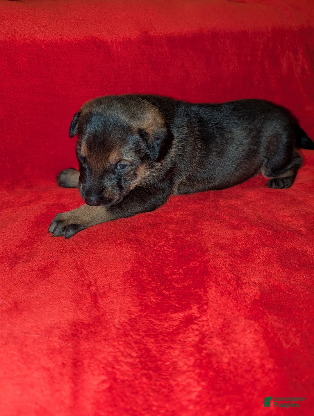Mixed Breed dogs for sale: Mixed Breed Puppy 1 - Ad 2