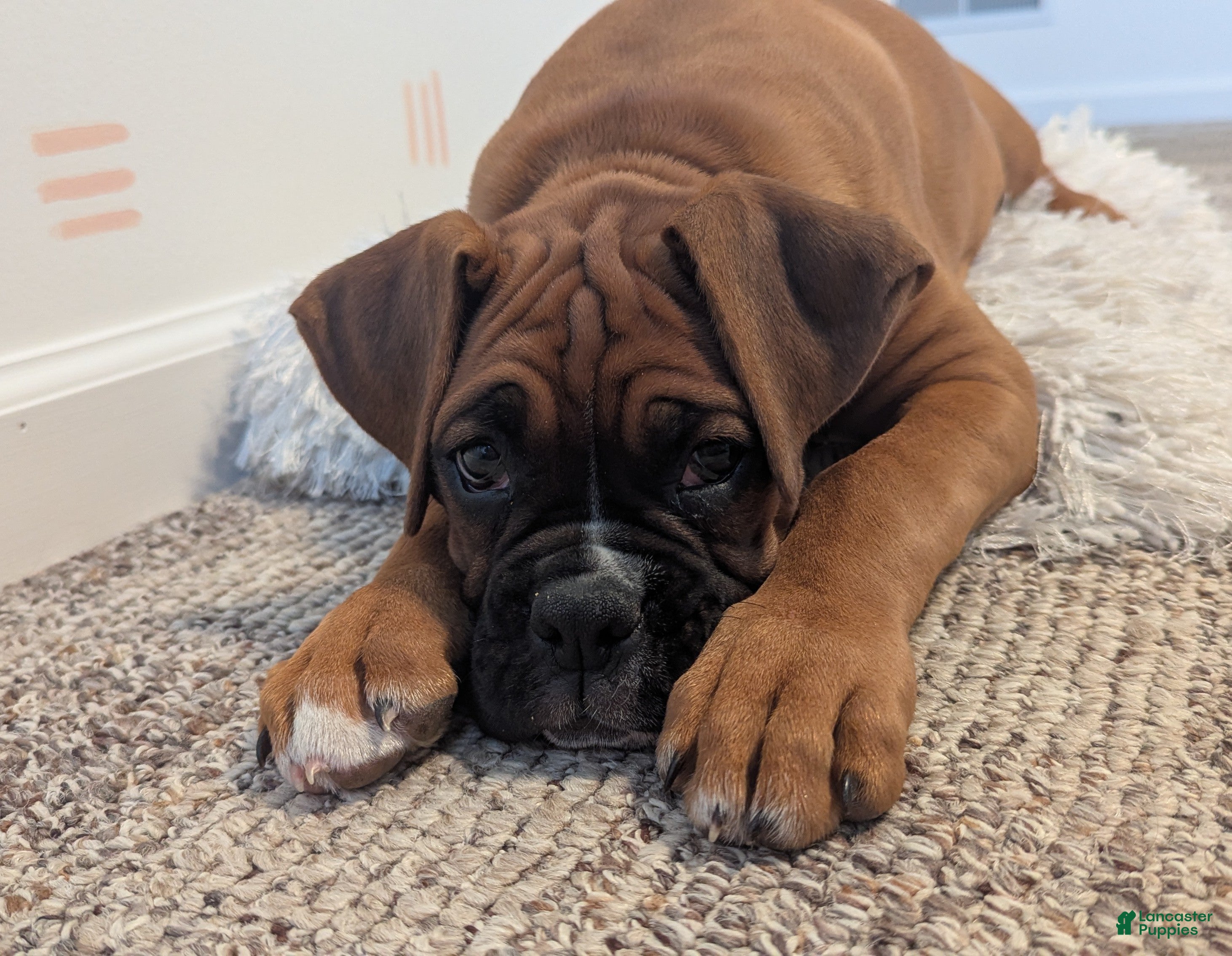Boxer dogs Sienna - Ad 1