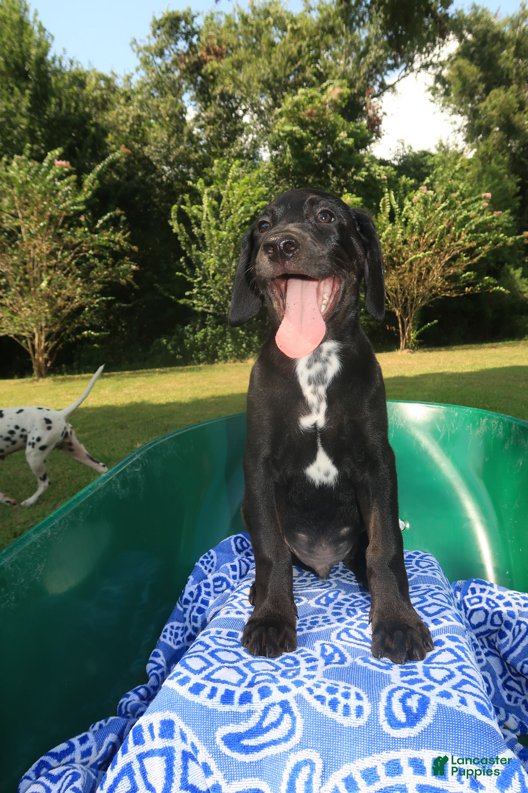 Mixed Breed dogs Onyx - Ad 2