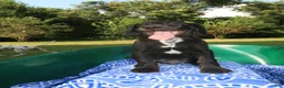 Mixed Breed dogs for sale: Onyx - Ad 2