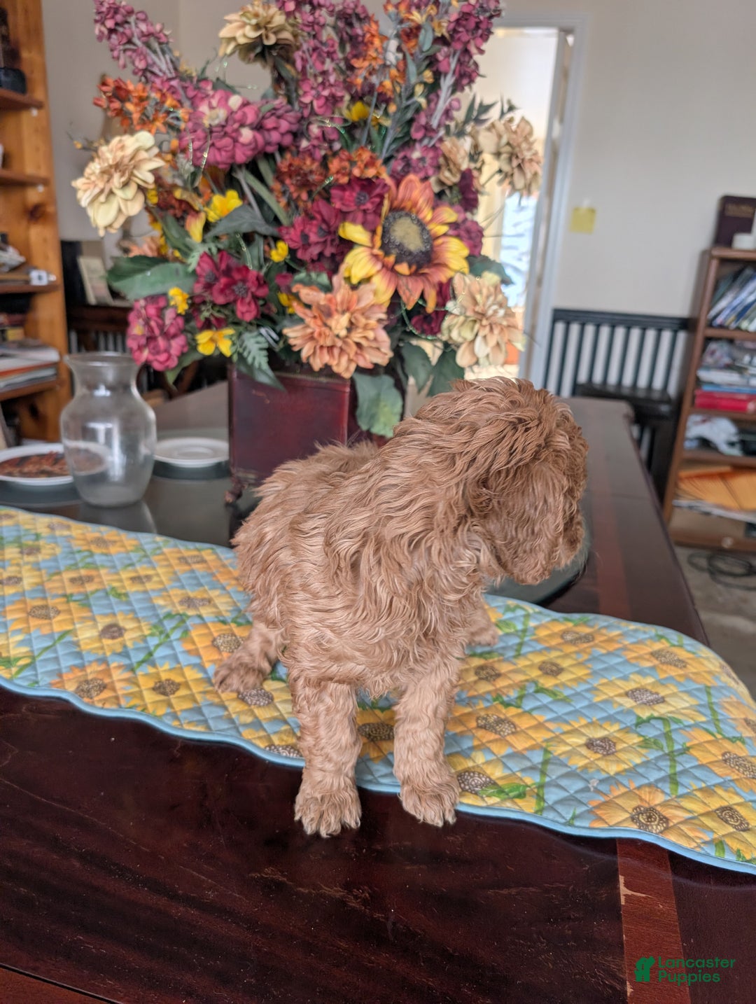 Goldendoodle dogs for sale: Linda - Ad 4