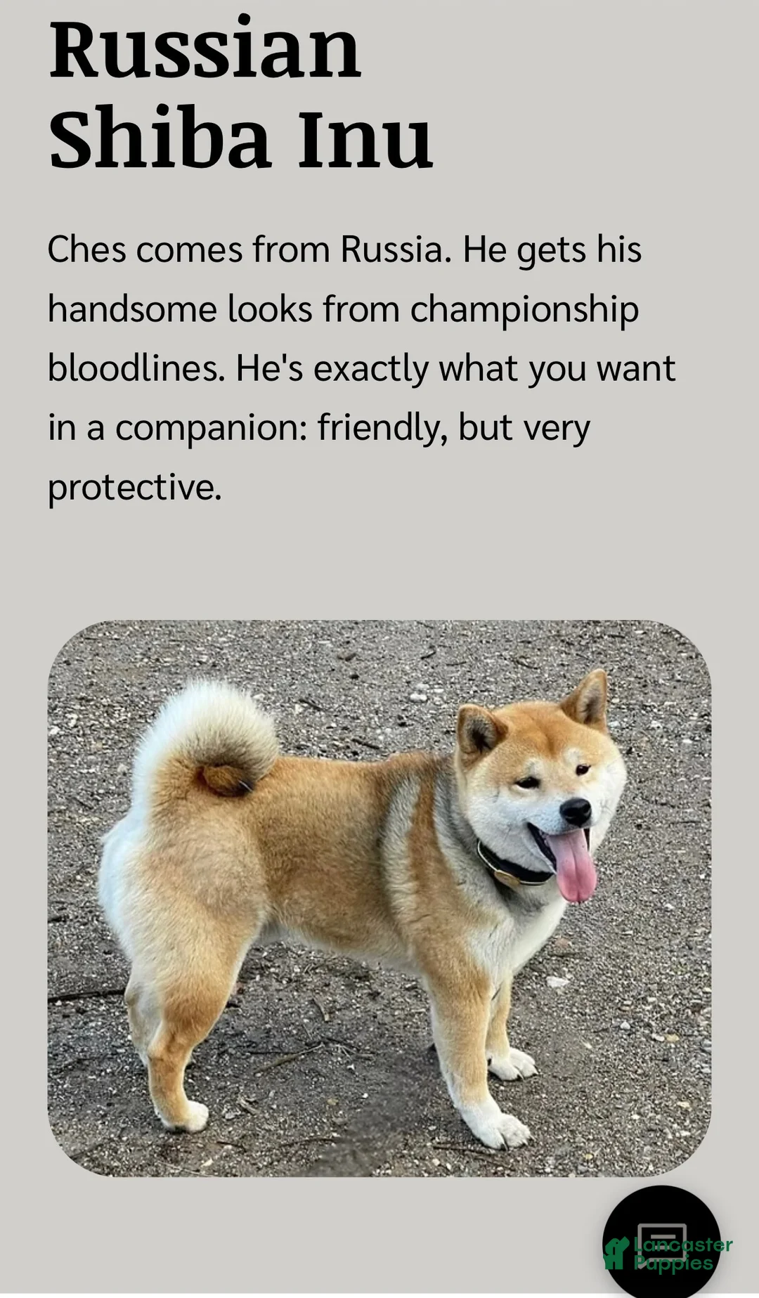 Shiba Inu dogs for sale: Shiba Inu Puppy 1 - Ad 3