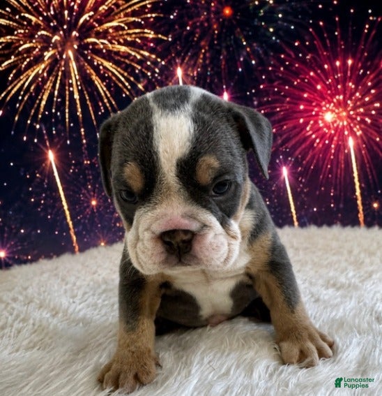 English Bulldog dogs for sale: Roscoe_Male - Ad 3