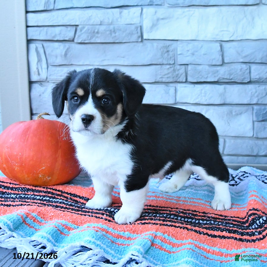 Mixed Breed dogs for sale: Scout - Ad 1