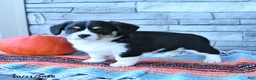 Mixed Breed dogs for sale: Scout - Ad 1