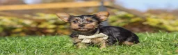 Yorkshire Terrier dogs for sale: Rowan - Ad 5