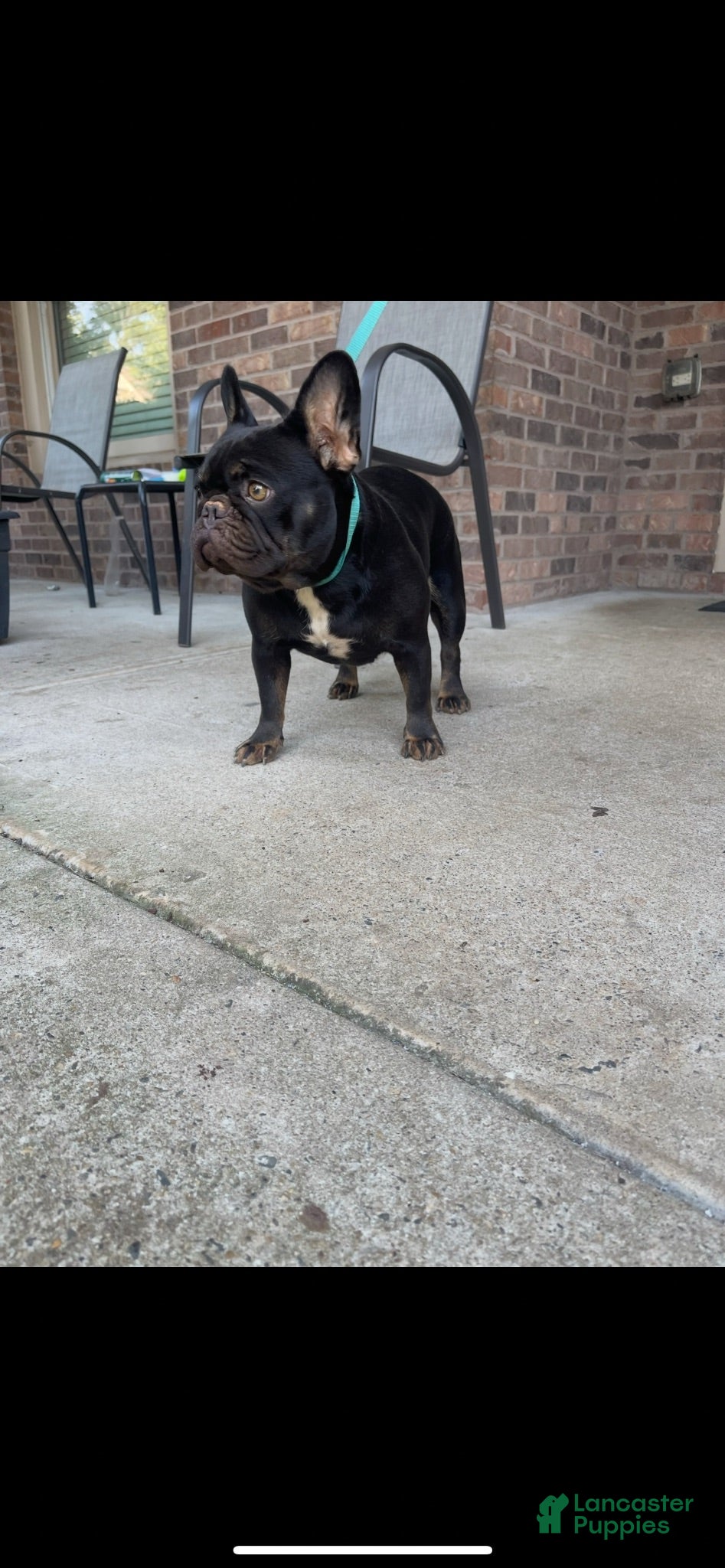 French Bulldog dogs French Bulldog 3 - Ad 2