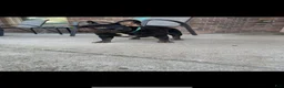 French Bulldog dogs for sale: French Bulldog 3 - Ad 2
