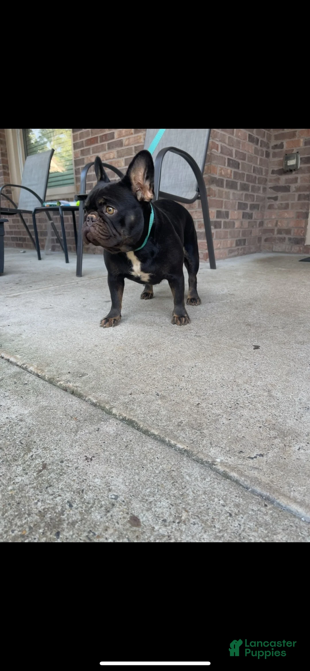French Bulldog dogs for sale: French Bulldog 3 - Ad 2