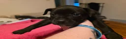 Mixed Breed dogs for sale: Hera - Ad 2