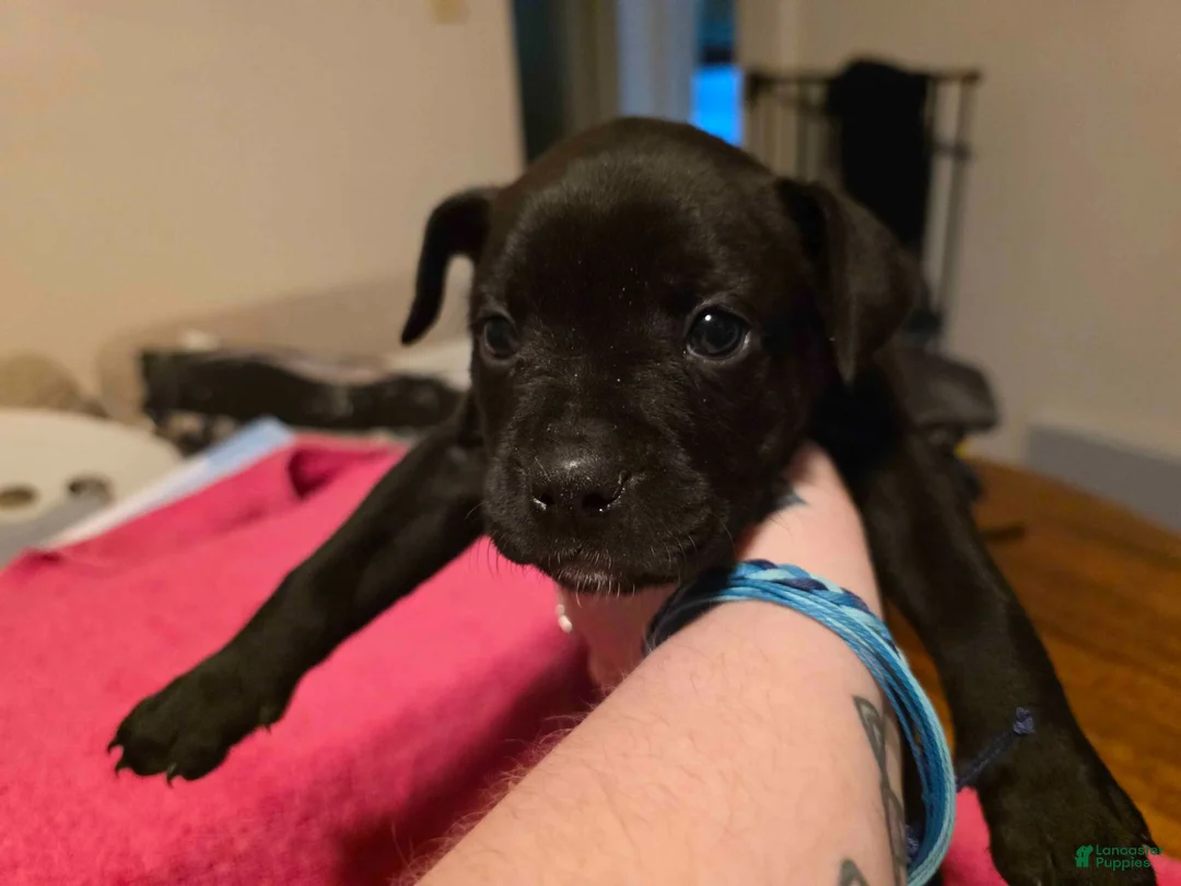 Mixed Breed dogs for sale: Hera - Ad 2